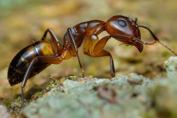 ant control services